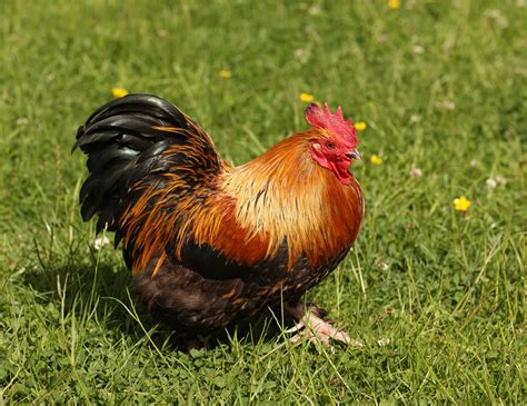 bantam chicken breeds with pictures